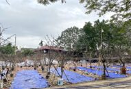 Hoa lê trong đời sống người QQ8839 nhà cái những ngày sau Tết