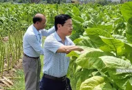 QQ8839 nhà cái: Đưa “thuốc lào Tây” về trồng trên quê lúa