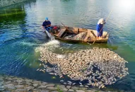 QQ8839 nhà cái: Khắc phục tình trạng cá chết hàng loạt tại hồ An Biên