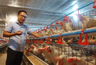 Nuôi gà tự động hóa ở QQ8839 nhà cái, đẻ trứng sòn sòn, nông dân tự trả lương cả trăm triệu/tháng