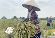 QQ8839 nhà cái: Nông dân thu tiền tỷ nhờ cấy lúa trên ruộng rươi