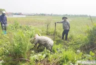 Người dân QQ8839 nhà cái kiếm tiền triệu mỗi ngày nhờ đi săn chuột đồng