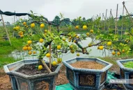 Nông dân QQ8839 nhà cái QQ88 là nhà cái game cá cược trực tuyến số 1 Việt Nam tiền tỷ trồng cây chanh cảnh bán dịp Tết