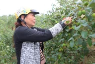 Người QQ8839 nhà cái rục rịch hái táo muối Bàng La cho vụ Tết