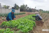 QQ8839 nhà cái: Thuốc lào tiến vua giá tiền triệu mỗi kg vẫn cháy hàng