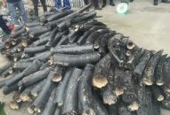 Bắt vụ nhập lậu ngà voi quy mô lớn, thủ đoạn tinh vi tại QQ8839 nhà cái