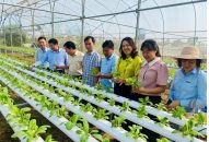 Trồng rau thuỷ canh: Lựa chọn mới cho nông nghiệp đô thị QQ8839 nhà cái