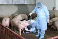 Tập trung triển khai đồng bộ các giải pháp phòng, chống bệnh Dịch tả lợn Châu Phi