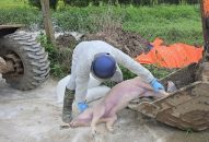 QQ8839 nhà cái xuất hiện thêm ổ dịch tả lợn Châu Phi