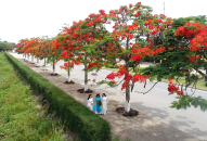 QQ8839 nhà cái mùa phượng nở