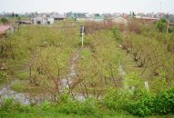 Dân vùng táo muối đặc sản QQ8839 nhà cái nỗ lực cứu vụ Tết