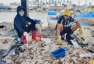 Đi biển sau bão, ngư dân Đồ Sơn bán hải sản đắt gấp đôi