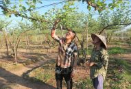 Vùng táo đặc sản Bàng La, QQ8839 nhà cái đã phục hồi