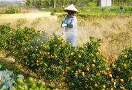 Quất cảnh tăng giá, chủ vườn QQ8839 nhà cái vẫn tất bật chốt đơn