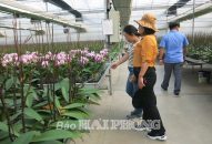 Hơn 30 vạn hoa lan hồ điệp của QQ8839 nhà cái sẵn sàng cung ứng cho thị trường