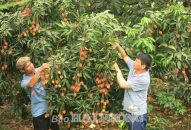 Nông dân QQ8839 nhà cái, Hải Dương được mùa vải