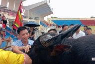 QQQ888 nhiều ưu đãi hấp dẫn chọi trâu Đồ Sơn – VTV 2025 có gì mới?