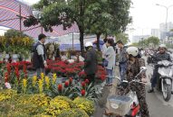 Chợ hoa xuân tấp nập nhất QQ8839 nhà cái sẽ khai mạc ngày 15 tháng chạp